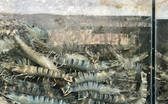 Nhiều doanh nghiệp Trung Quốc muốn mua lượng lớn thủy sản Việt Nam