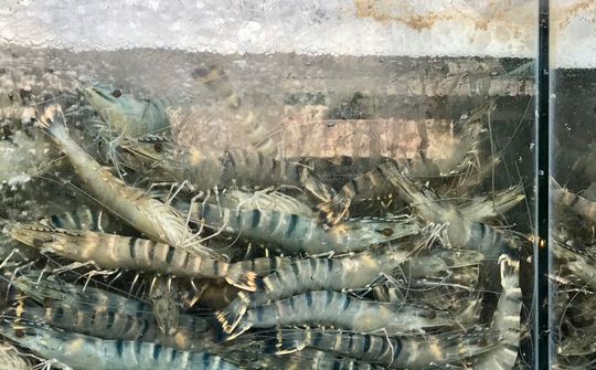 Nhiều doanh nghiệp Trung Quốc muốn mua lượng lớn thủy sản Việt Nam