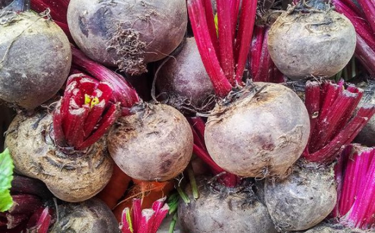 Mô hình thâm canh cây củ dền giúp người nông dân thoát nghèo ở Y Tý