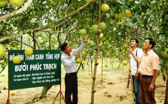 Nỗ lực mở lối tiêu thụ bưởi Phúc Trạch