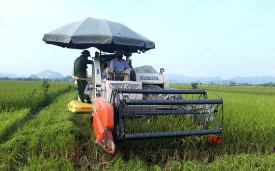 Cần phát triển vùng sản xuất lúa gạo chất lượng cao ở Hà Nội