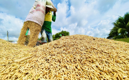 An Giang, Đồng Tháp, Kiên Giang và Cần Thơ tạo thuận lợi tối đa cho tiêu thụ lúa gạo