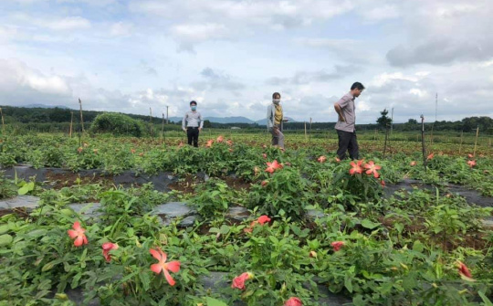 Mười năm áp dụng Luật HTX mới và vượt qua bão dịch