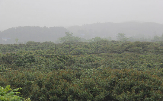 Chuyện làm kinh tế hợp tác xã ở Hòa Bình (Bài 3): Sản xuất nông nghiệp công nghệ cao và bền vững