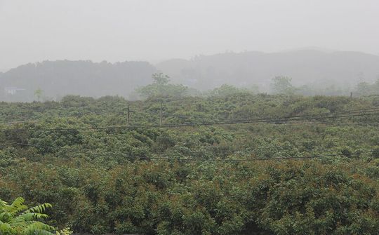 Chuyện làm kinh tế hợp tác xã ở Hòa Bình (Bài 3): Sản xuất nông nghiệp công nghệ cao và bền vững