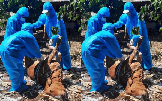 Đắk Lắk: Hơn 1.400 con gia súc bị dịch bệnh viêm da nổi cục