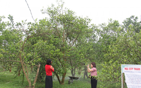 Chuyện làm kinh tế hợp tác xã ở Hòa Bình (Bài cuối): Từng bước khẳng định vai trò của kinh tế HTX