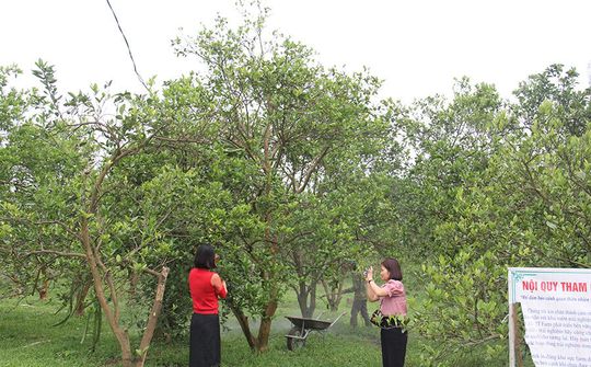 Chuyện làm kinh tế hợp tác xã ở Hòa Bình (Bài cuối): Từng bước khẳng định vai trò của kinh tế HTX