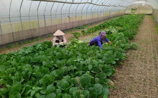 Nhân lên những ‘vùng xanh’ nông nghiệp Thủ đô