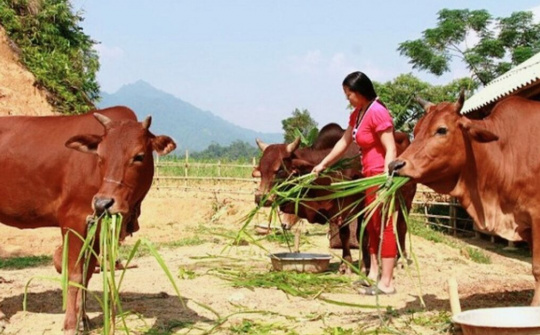 Huyện Lang Chánh: Đề án phát triển chăn nuôi gia súc, gia cầm giai đoạn 2021-2025