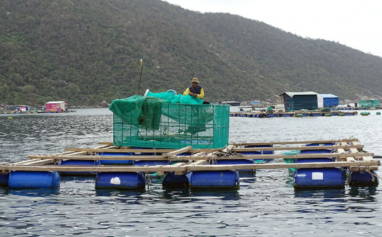 Phát triển bền vững nghề nuôi tôm hùm