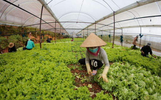 Lâm Đồng: Bảo đảm hỗ trợ TP. Hồ Chí Minh 200 tấn nông sản mỗi ngày
