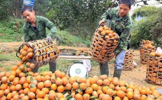 HTX khó khăn vì dịch Covid-19 (Bài 1): Đối mặt với thiên tai, dịch bệnh