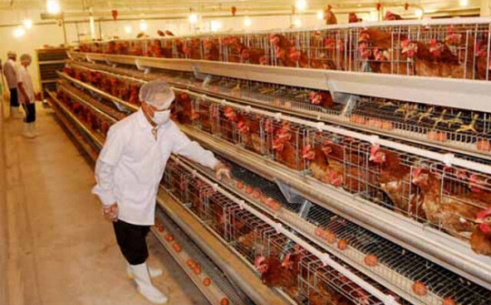 Thách thức của ngành chăn nuôi