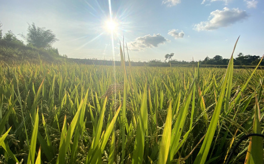 Đà Nẵng: Triển khai thu hoạch hơn 2.100 ha lúa vụ hè thu bảo đảm phòng, chống Covid-19