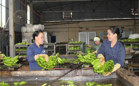 HTX khó khăn vì dịch Covid-19 (Bài cuối): Nỗ lực vượt qua thách thức