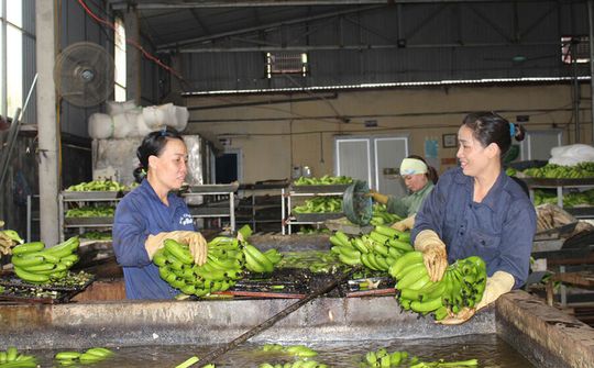 HTX khó khăn vì dịch Covid-19 (Bài cuối): Nỗ lực vượt qua thách thức