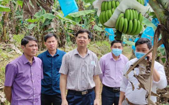 Lào Cai: Nông dân thi đua sản xuất, đoàn kết giúp nhau làm giàu