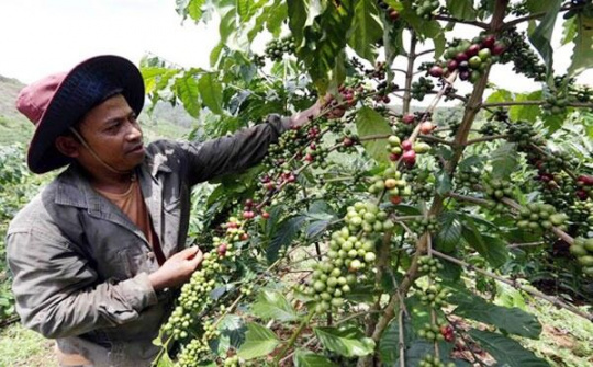 NHCSXH tỉnh Đắk Nông: Bảo đảm nguồn vốn thông suốt cho người nghèo trong dịch bệnh Covid-19