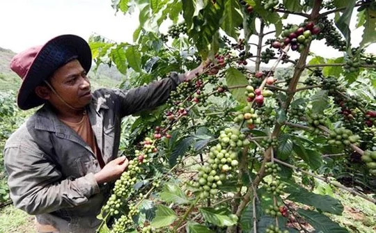 NHCSXH tỉnh Đắk Nông: Bảo đảm nguồn vốn thông suốt cho người nghèo trong dịch bệnh Covid-19