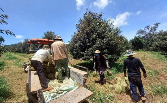 TP Buôn Ma Thuột: Tạo mọi điều kiện thuận lợi cho nông dân thu hoạch, vận chuyển và tiêu thụ