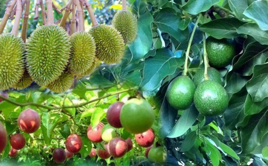  Việc liên kết nông sản các tỉnh Tây Nguyên và việc tiêu thụ Bơ, Sầu riêng hiện nay