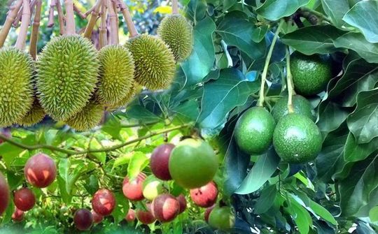  Việc liên kết nông sản các tỉnh Tây Nguyên và việc tiêu thụ Bơ, Sầu riêng hiện nay