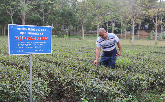 Phát triển KTHT, HTX trong vùng đồng bào dân tộc thiểu số (Bài 3): Bình yên về với người dân vùng cao