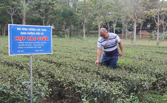 Phát triển KTHT, HTX trong vùng đồng bào dân tộc thiểu số (Bài 3): Bình yên về với người dân vùng cao