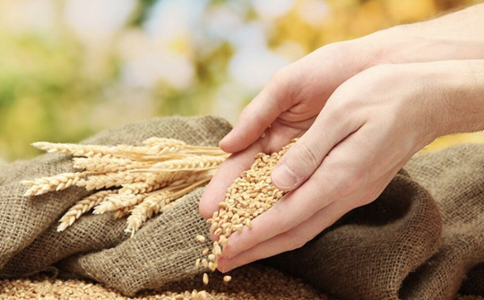 Đảm bảo an ninh lương thực trước cú sốc COVID-19