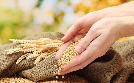 Đảm bảo an ninh lương thực trước cú sốc COVID-19