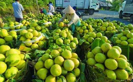 Hàng trăm nghìn tấn rau, cá, lợn, gà của các tỉnh phía Nam cần "cứu" đầu ra