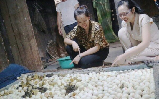 Trùng Khánh, Cao Bằng: Duy trì và phát triển nghề nuôi vịt cỏ