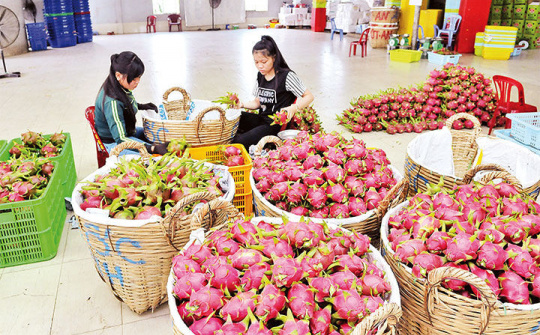 Phát triển bền vững đất “chín rồng”