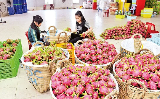 Phát triển bền vững đất “chín rồng”