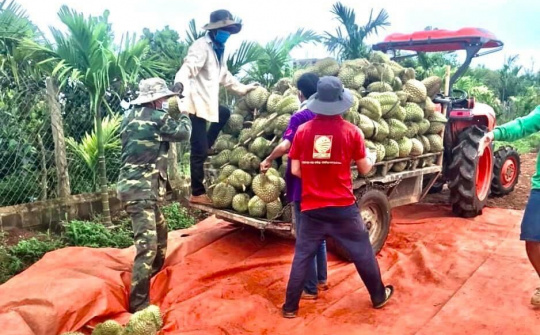 Đắk Lắk: Chỉ đạo sát sao về việc sản xuất, tiêu thụ sầu riêng, bơ trên địa bàn tỉnh