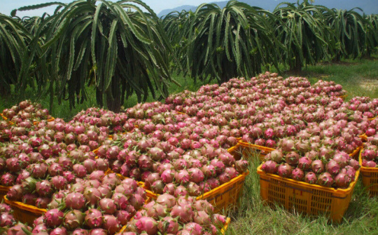 Hỗ trợ kết nối đầu ra cho nông sản đến vụ thu hoạch