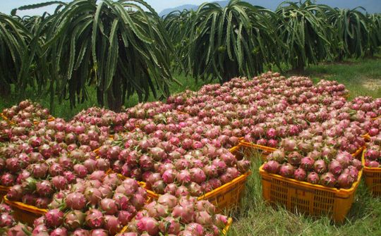 Hỗ trợ kết nối đầu ra cho nông sản đến vụ thu hoạch