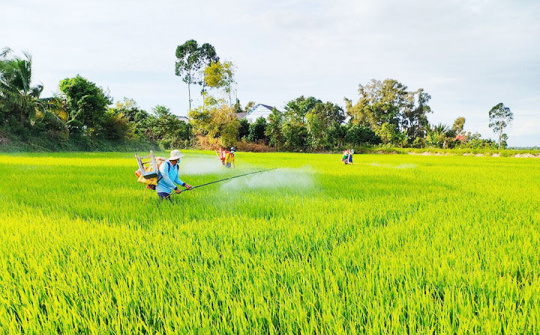 Khôi phục sản xuất ở vùng nông nghiệp trọng điểm