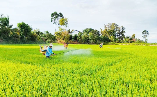 Khôi phục sản xuất ở vùng nông nghiệp trọng điểm
