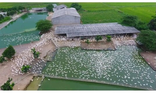 Hà Sơn xây dựng nông thôn mới nâng cao: Hành trình không ngừng nghỉ