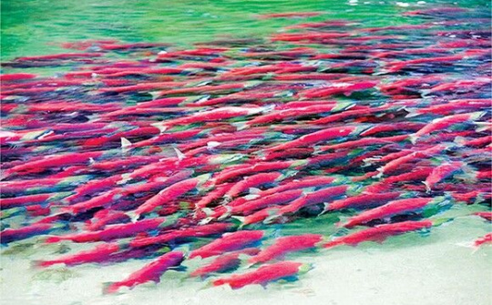 Bảo tồn và quản lý đàn cá lưỡng cư và di cư xa