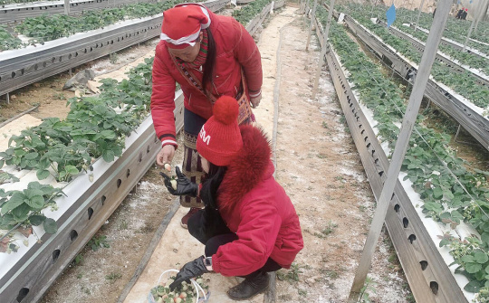 HTX ứng dụng khoa học công nghệ cao vào sản xuất: (Bài 1) Tiên phong làm nông nghiệp công nghệ cao