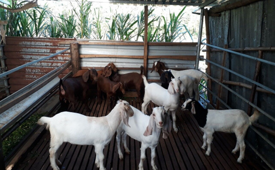 Đắk Nông: Nguồn vốn tín dụng chính sách ở huyện Đắk Mil giúp giảm tỷ lệ hộ nghèo ở vùng đồng bào dân tộc thiểu số