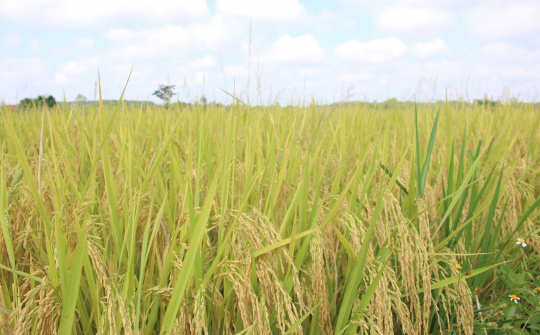 TP Đà Nẵng: Các địa phương đang khẩn trương thu hoạch lúa sớm theo phương châm “xanh nhà hơn già đồng”