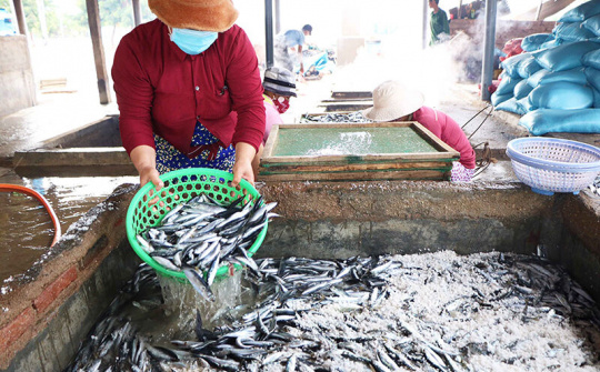 Nhộn nhịp nghề hấp cá ở Ninh Thuận