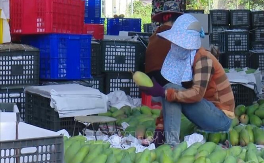 Gỡ khó tiêu thụ nông sản cho các hợp tác xã