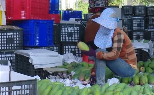 Gỡ khó tiêu thụ nông sản cho các hợp tác xã