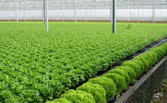 Hà Nội: Triển khai các giải pháp cho sản xuất nông nghiệp