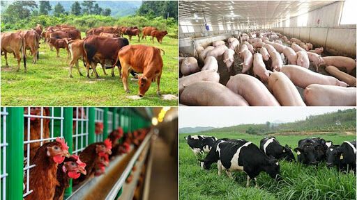 Giữ vững đà tăng trưởng chăn nuôi năm 2021